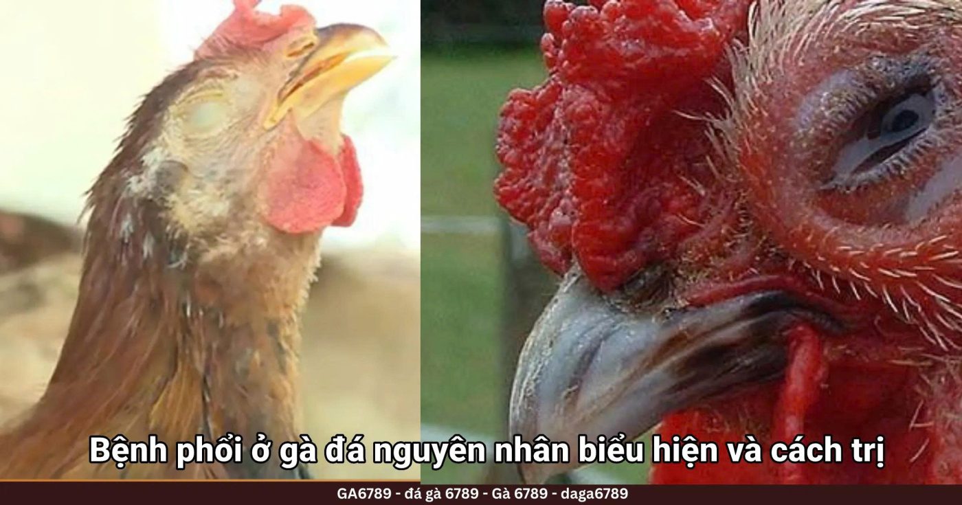 Bệnh phổi ở gà đá nguyên nhân biểu hiện và cách trị hiệu quả