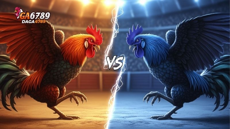 So sánh Gà Kim Thuận và Gà Bảy Núi về phong cách chiến đấu